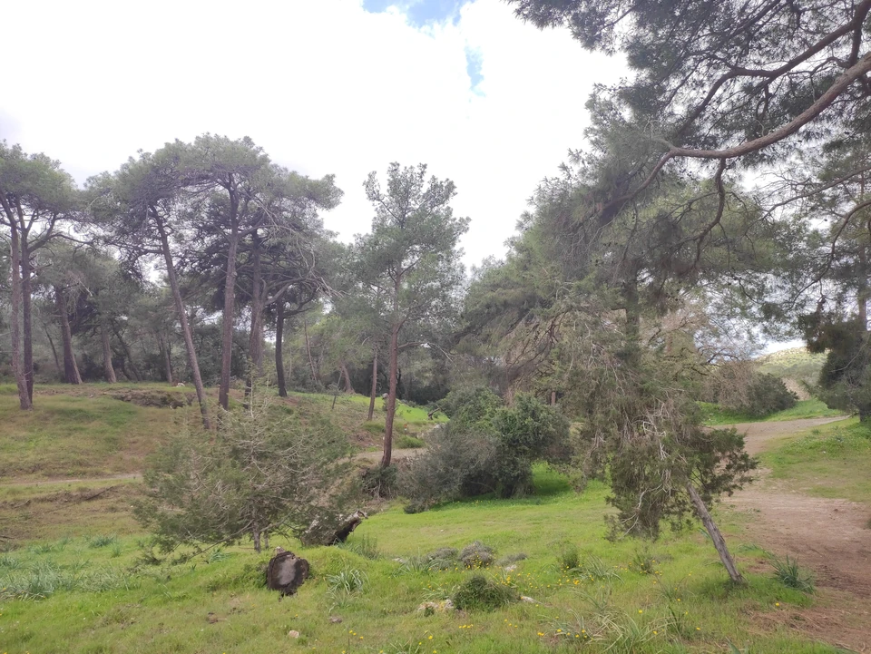 Skog längs Afrodites och Adonis vandringsleder på Akamas.